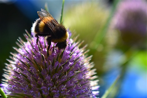 Bumblebee on teasel